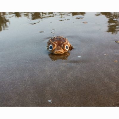 Cyclichthys Echinatus