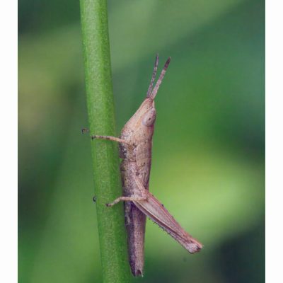 Dichromorpha Viridis