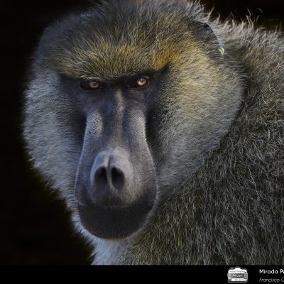 Photo by Francisco CornellanaSafari KeniaAmboseli National Park